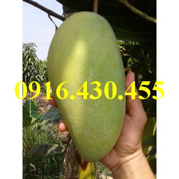 Cây giống xoài đài loan